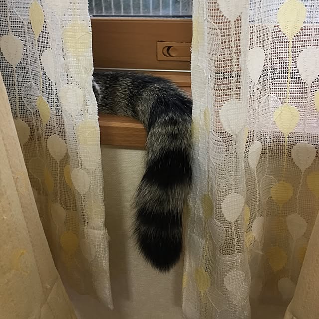 baronkotarouさんの実例写真