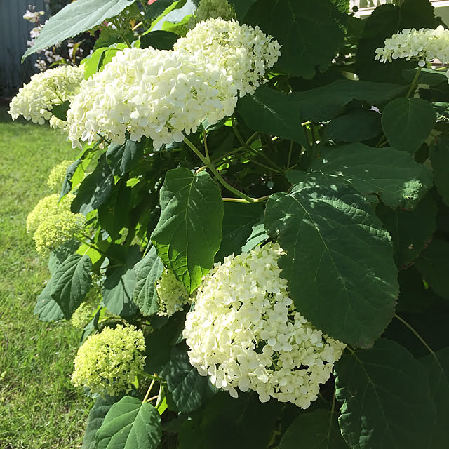 cocosina11さんの実例写真