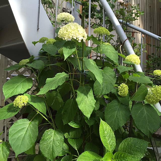 greenroseさんの実例写真