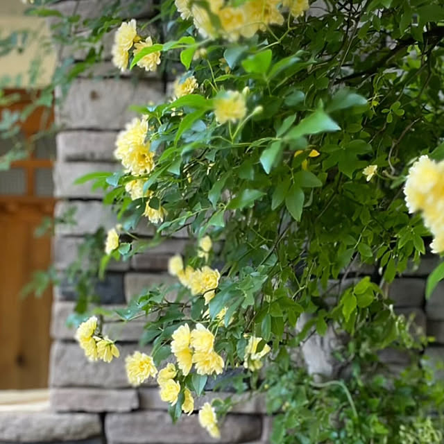 kinu-itoさんの部屋