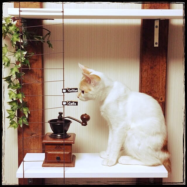 Mayuさんの実例写真