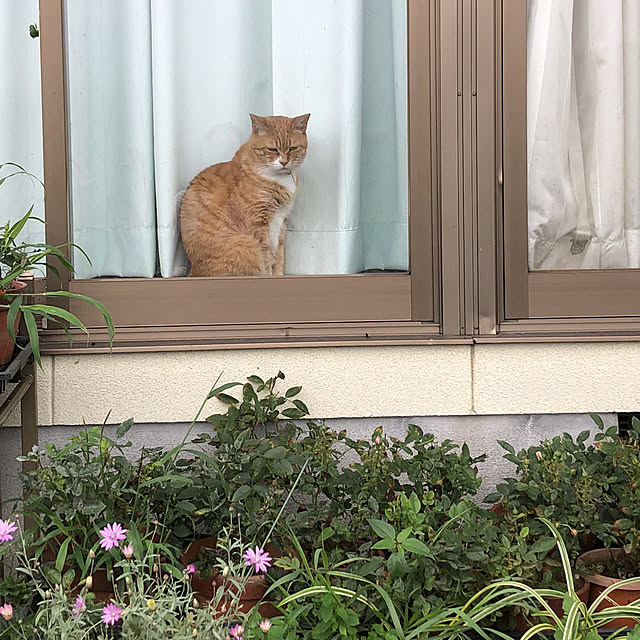 玄関/入り口のインテリア実例 - 2019-07-23 08:25:58