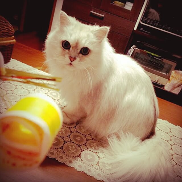 nyanydaysさんの実例写真
