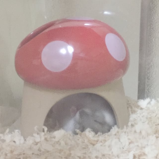 Minoriさんの実例写真