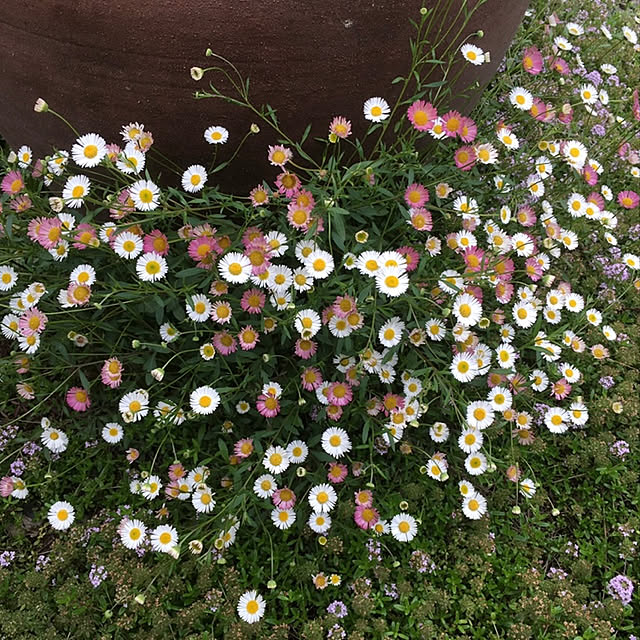 Ryokoさんの実例写真