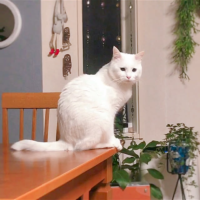 nyanko-beamさんの実例写真