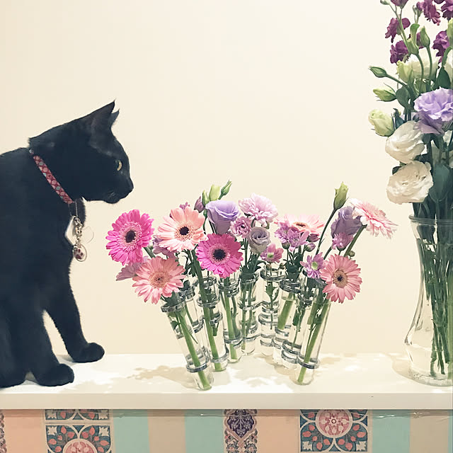 jucakikkaさんの実例写真