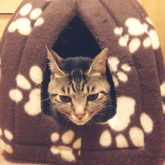 shigimiさんの実例写真