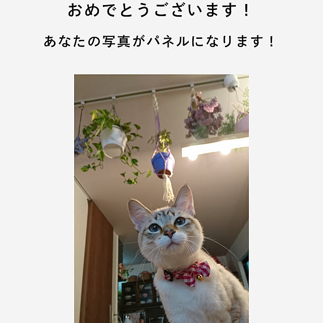 poniさんの実例写真