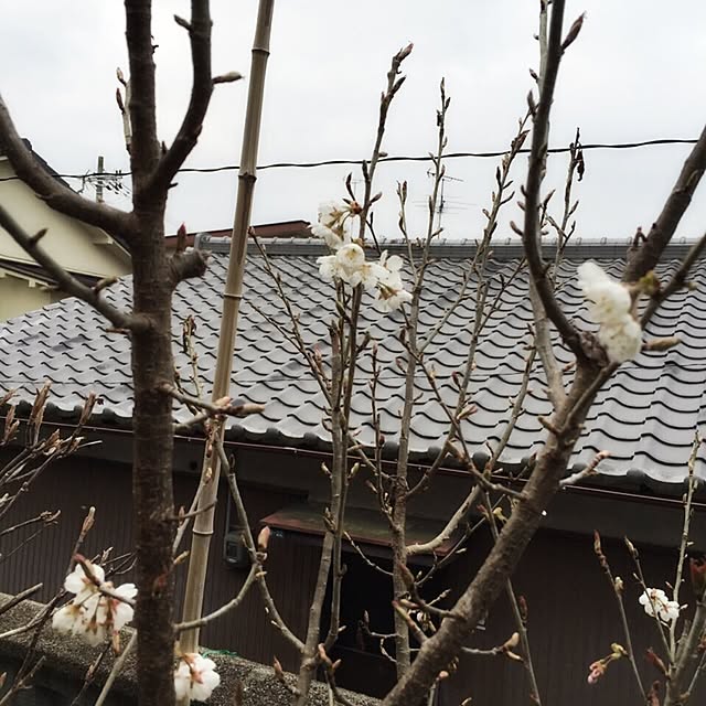 moririnさんの実例写真