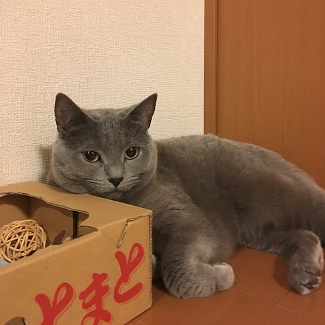 ikettenさんの実例写真