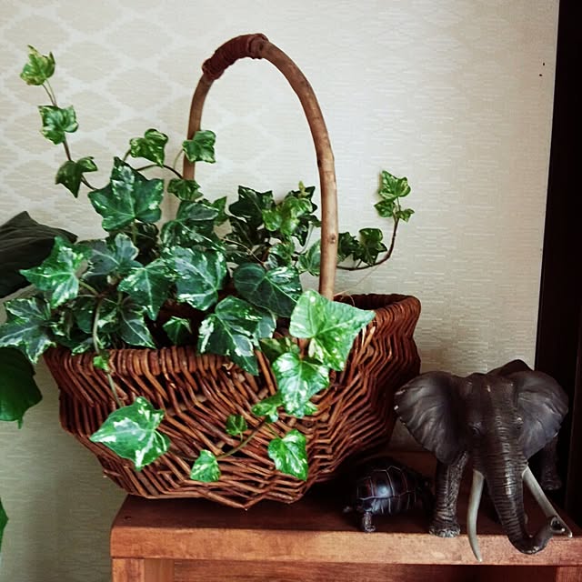 棚/植物のインテリア実例 - 2014-05-17 09:33:03
