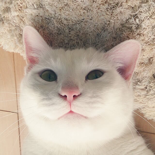 yipuuさんの実例写真