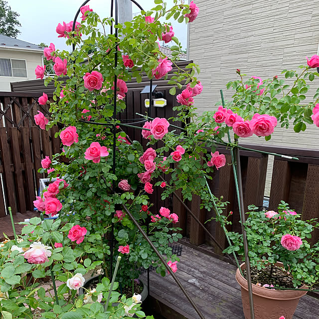 ROSEさんの実例写真