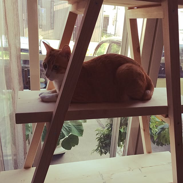 kazuyonさんの実例写真