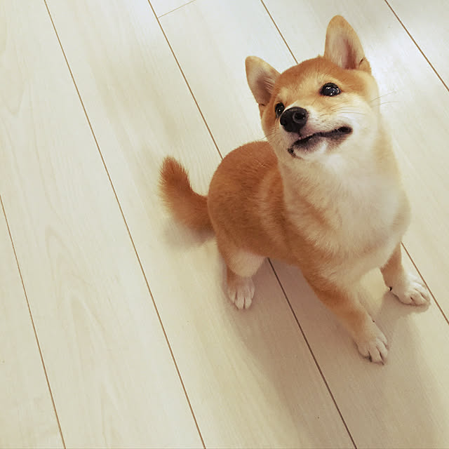 suzyさんの実例写真
