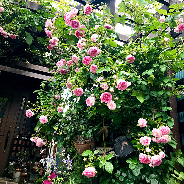 butachanさんの実例写真