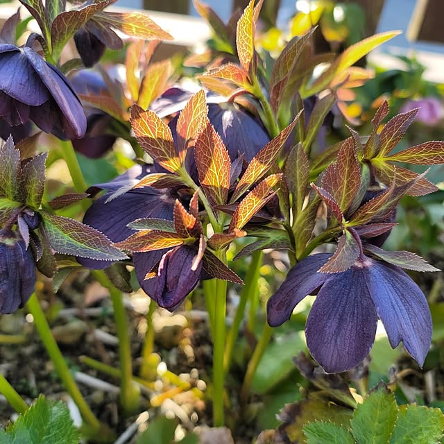 VIORAさんの部屋