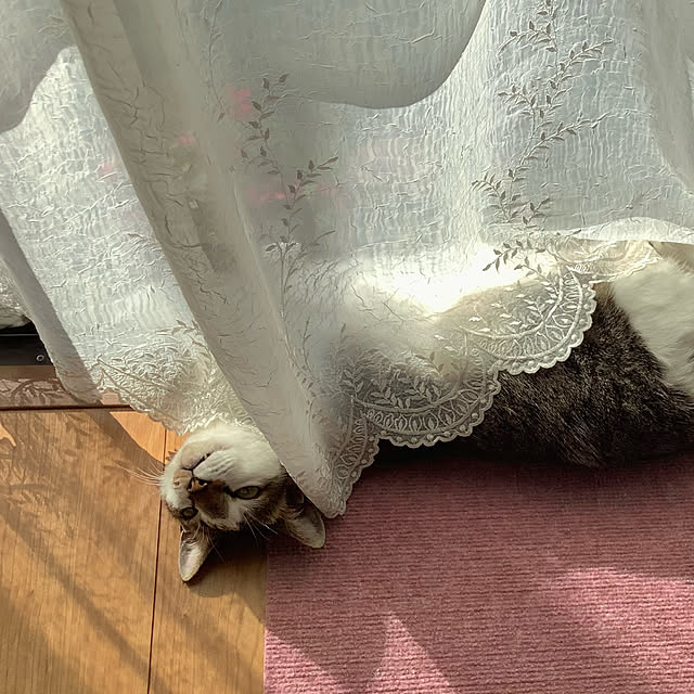 haruminさんの実例写真