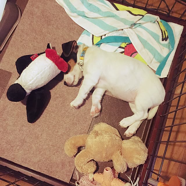 Hitomiさんの実例写真
