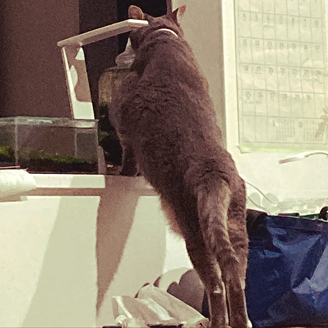Roby1018さんの実例写真