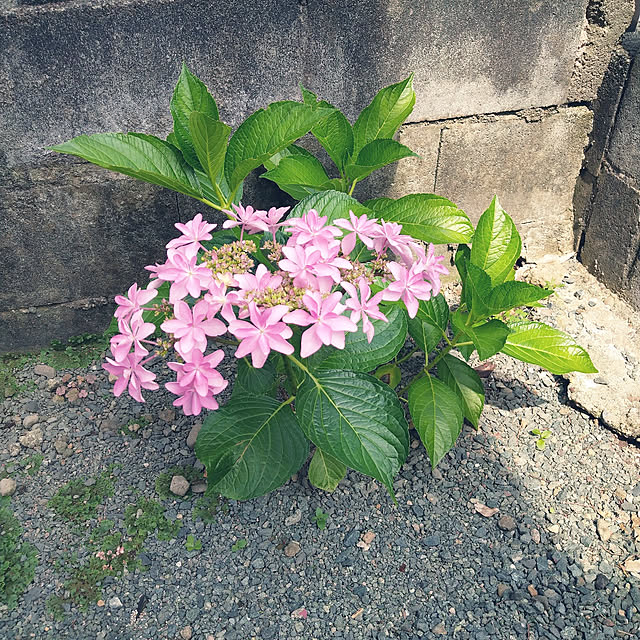 boston5757さんの実例写真
