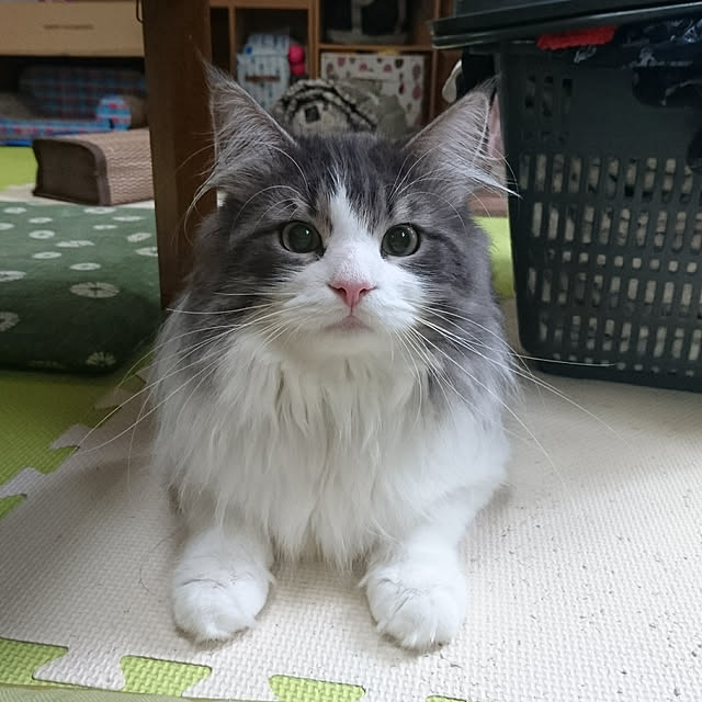 shinobuさんの実例写真