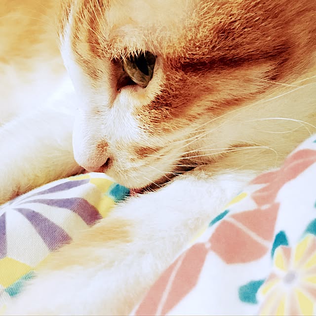 brbrnknkさんの実例写真