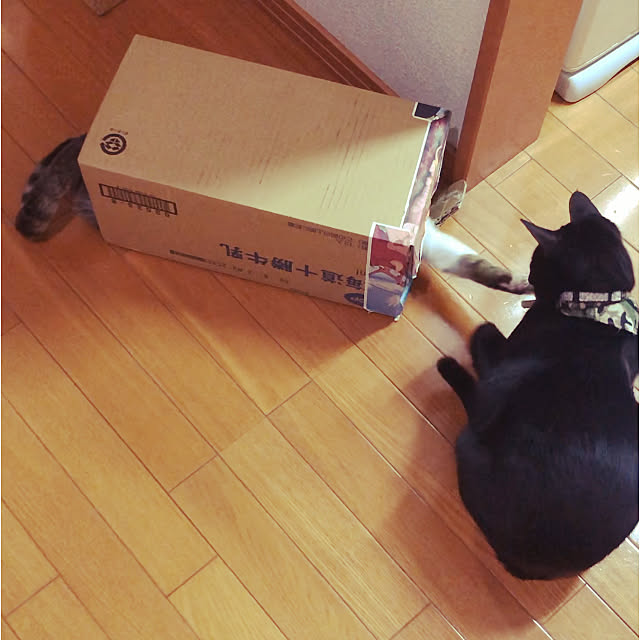 jijiさんの実例写真