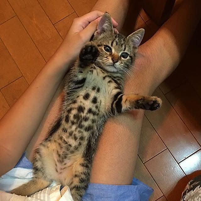 wiredさんの実例写真