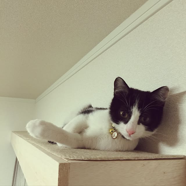 Heiwardさんの実例写真