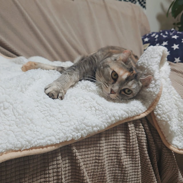 chiiiiikaさんの実例写真
