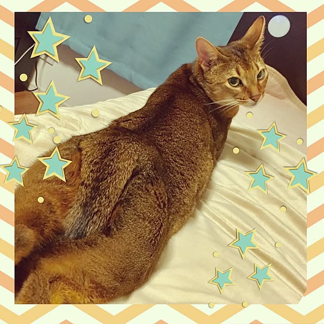 sakineko528さんの実例写真