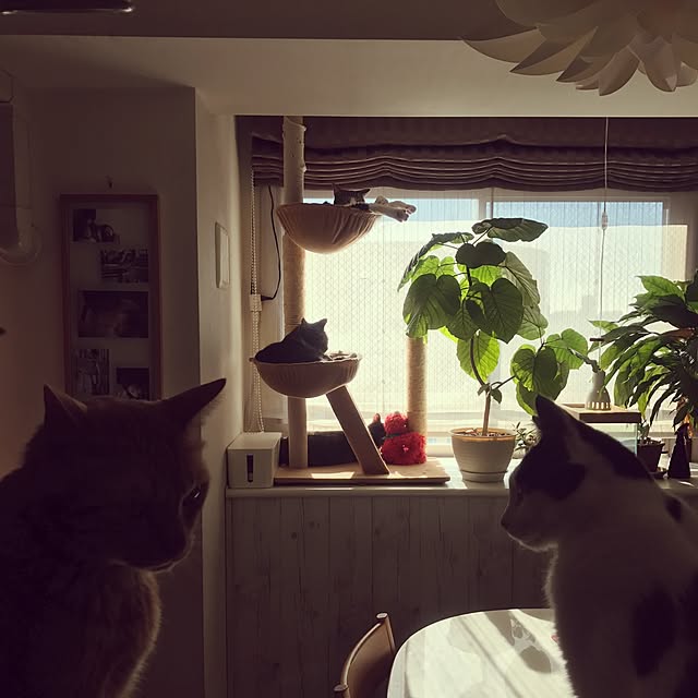 Reikoさんの実例写真