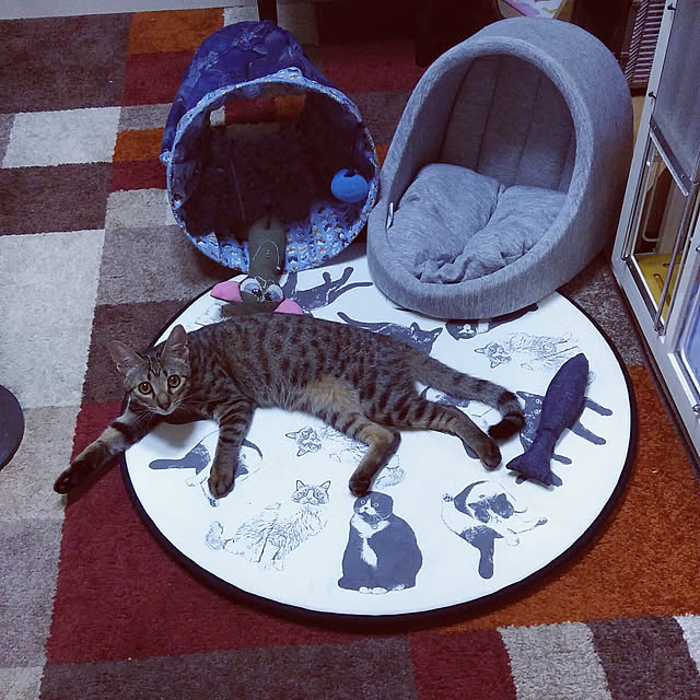 tantomeenさんの実例写真