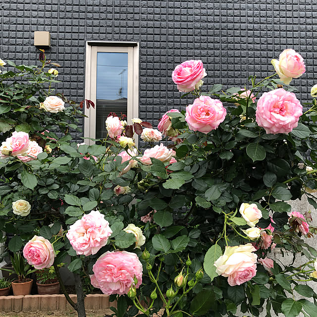 torakoさんの実例写真