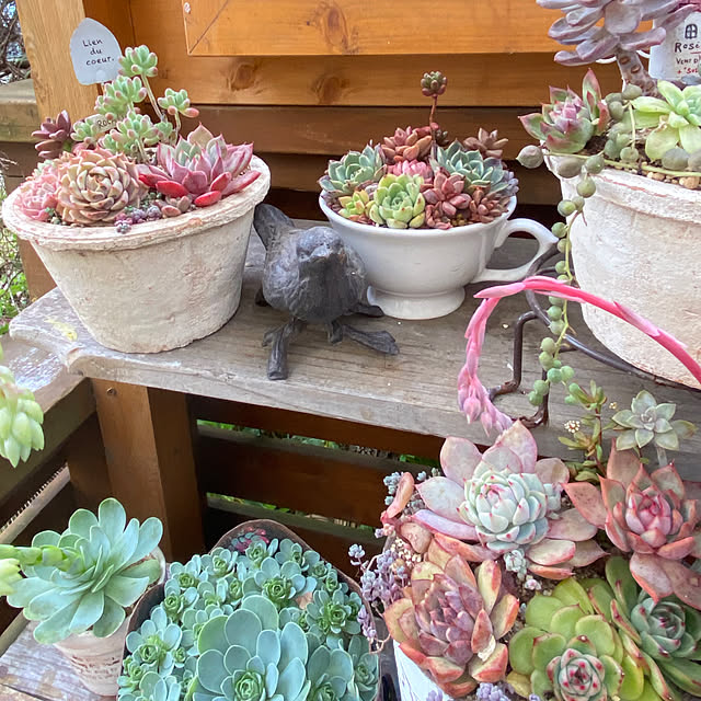 mintteaさんの実例写真