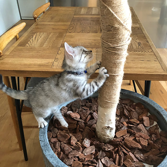 lemonさんの実例写真