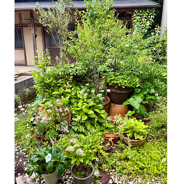 cotaさんの部屋