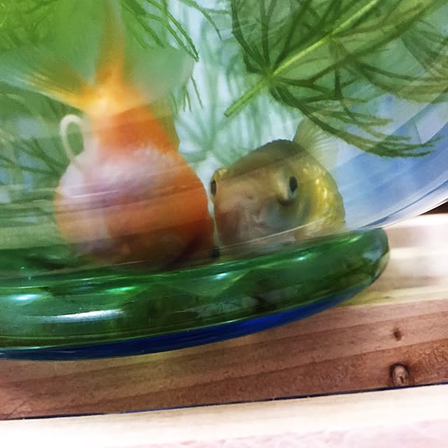 takakoさんの実例写真