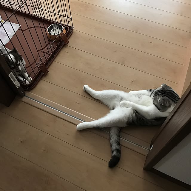 Dahliaさんの実例写真