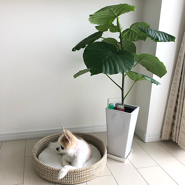 gonchanさんの実例写真