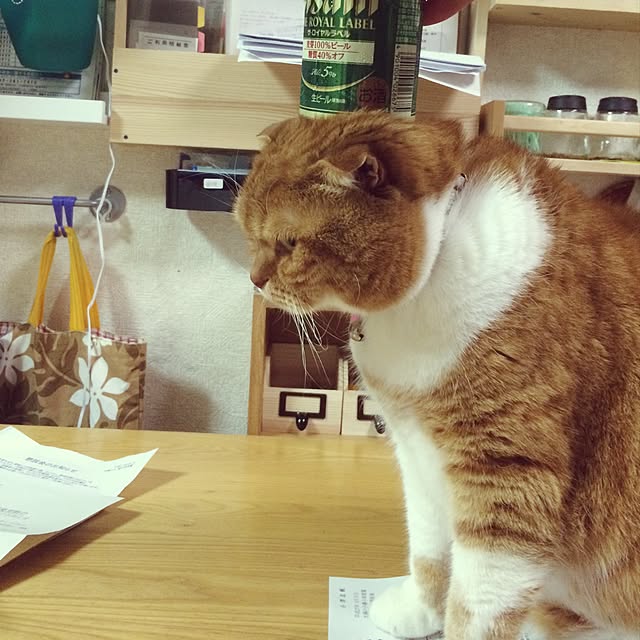 pikkariさんの実例写真