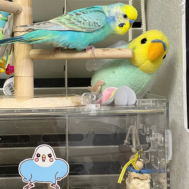 kurumeruさんの実例写真