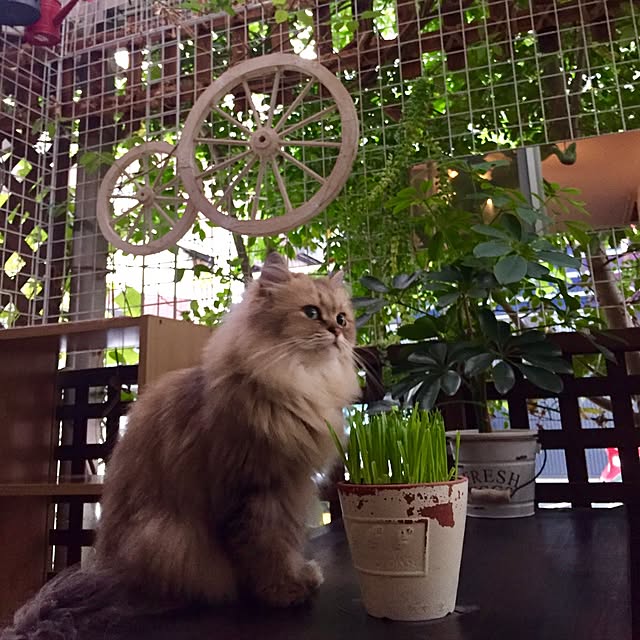 butachanさんの実例写真