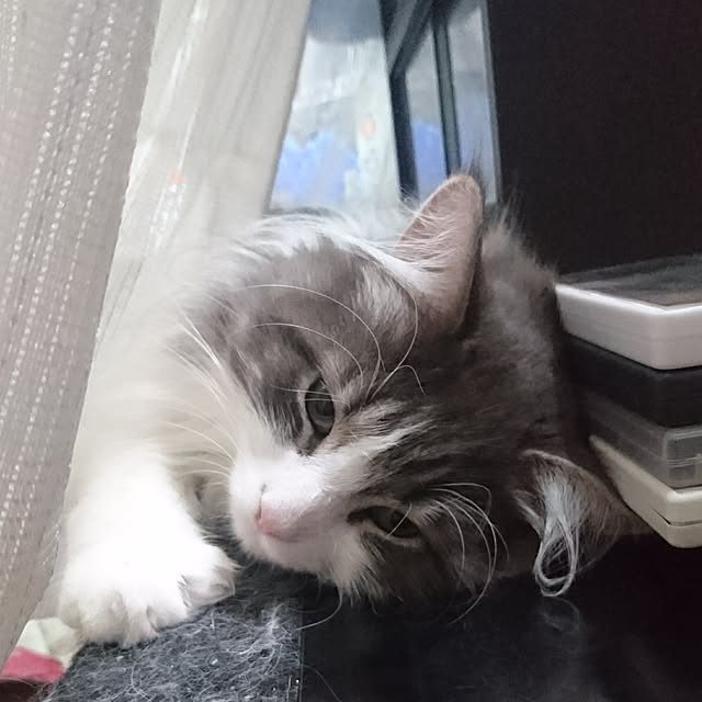 shinobuさんの実例写真