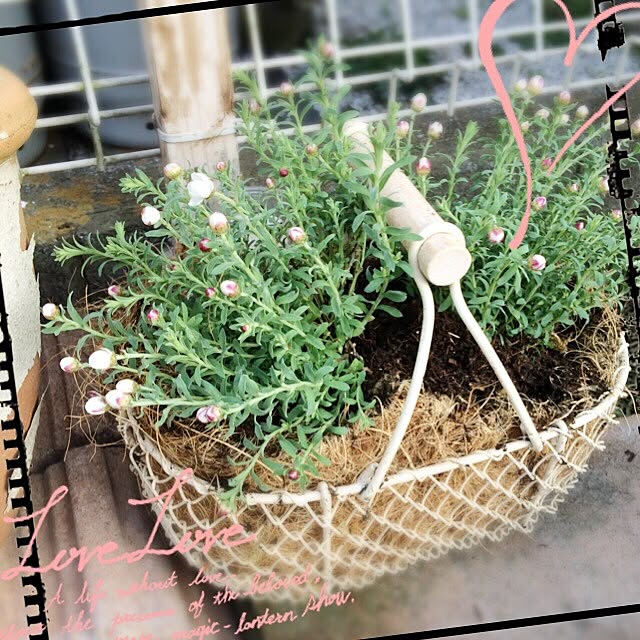 Chiyomiさんの実例写真