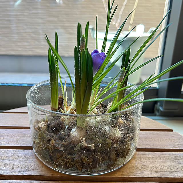 hatsugaさんの部屋