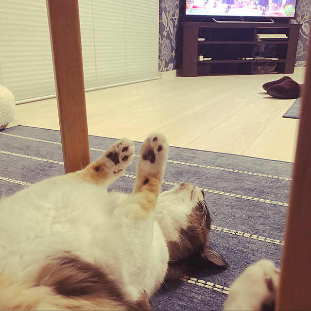 aya_1121さんの実例写真