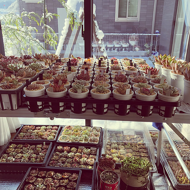多肉植物/部屋全体のインテリア実例 - 2023-02-05 15:36:47
